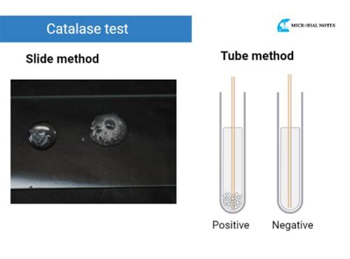 What is a catalase test?