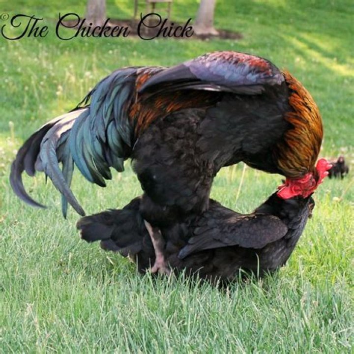 What is a cloaca in a chicken?