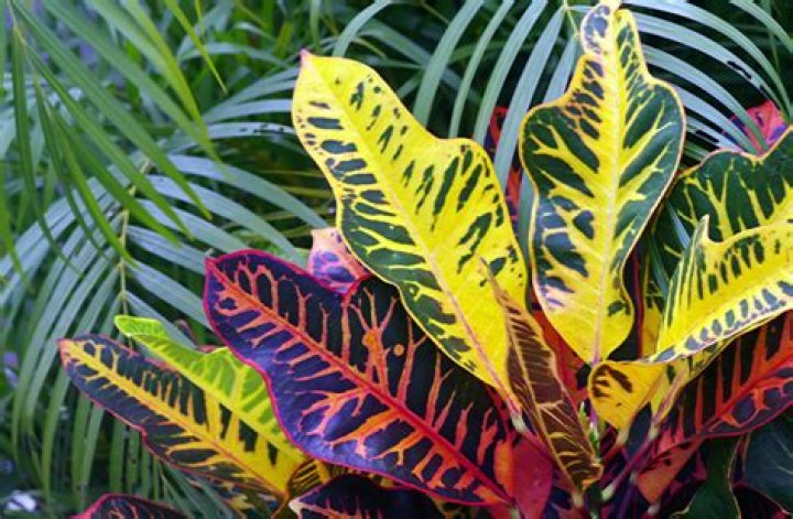 What is a Colourful part of a plant?