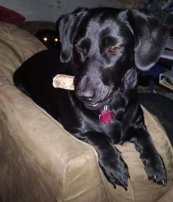 What is a Dachsador?