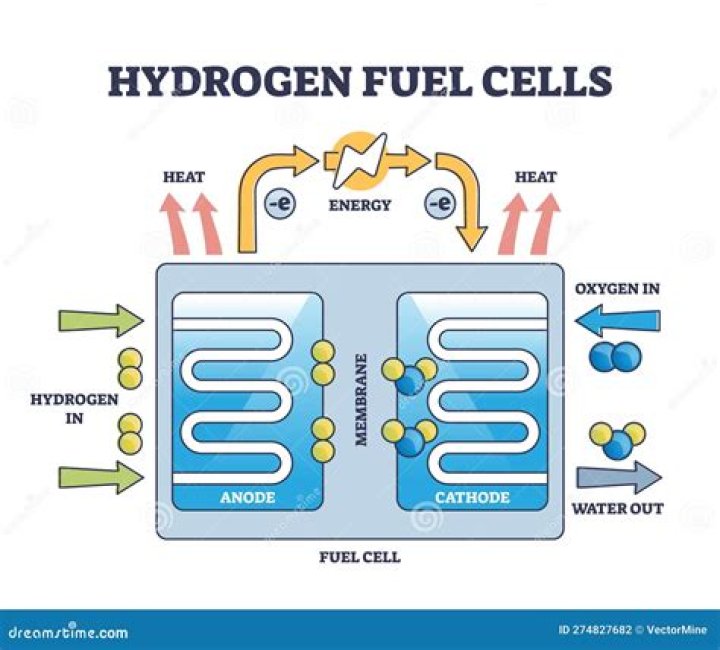 What is a function of water in a cell?