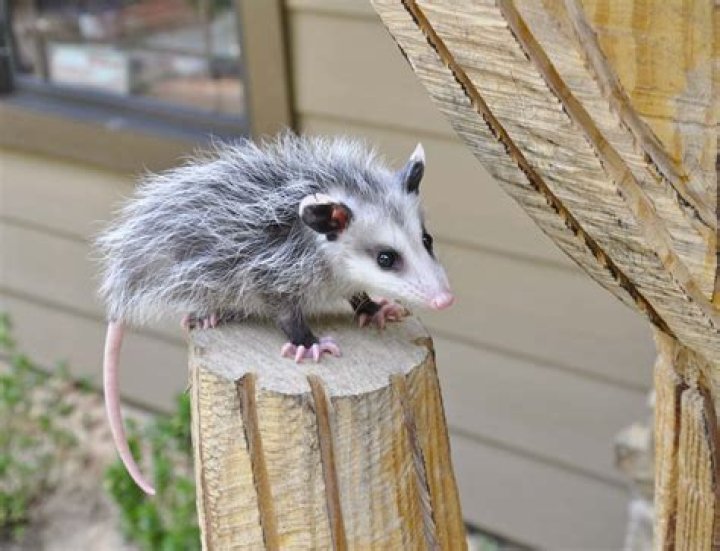 What is a possum look like?