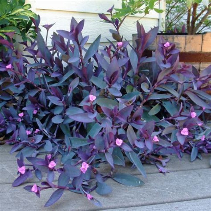 What is a purple heart flower?