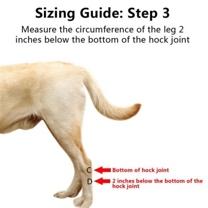 What is a slipped hock in dogs?