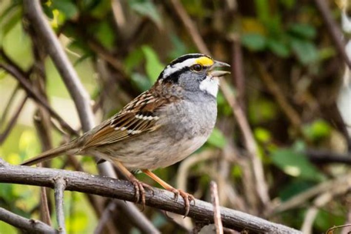 What is a white bird with a yellow beak?
