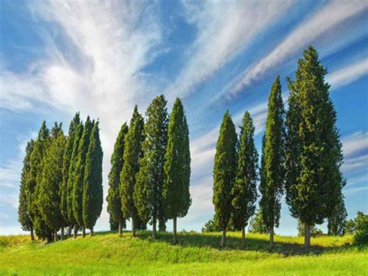 What is an adaptation for the cypress tree?