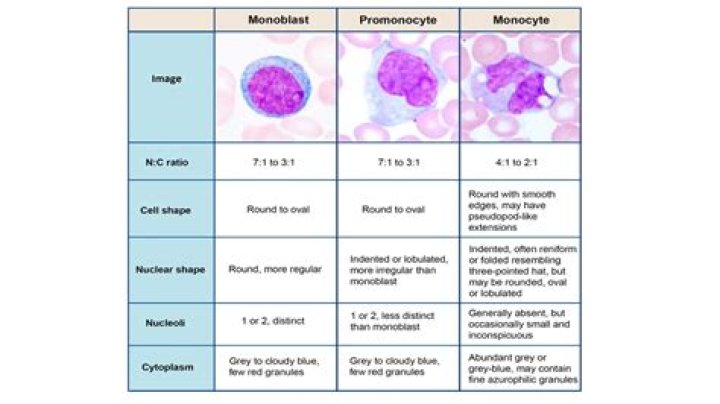 What is considered a high level of monocytes?