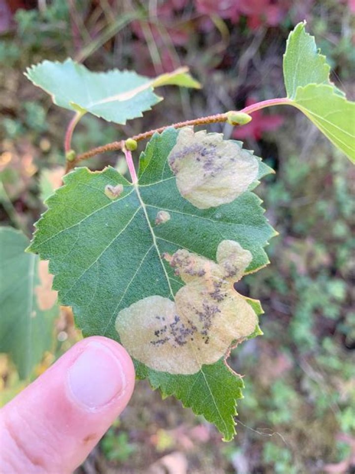 What is eating my birch tree leaves?
