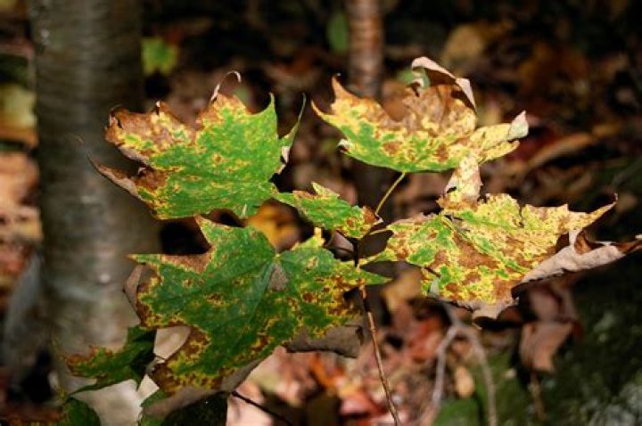 What is eating my maple tree?