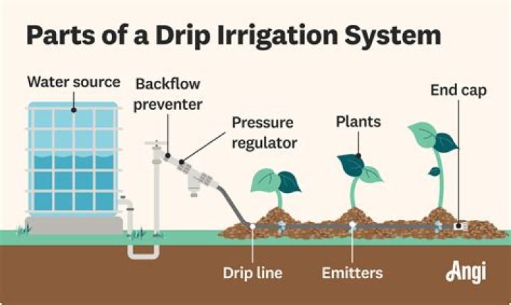 What is frequency of irrigation?