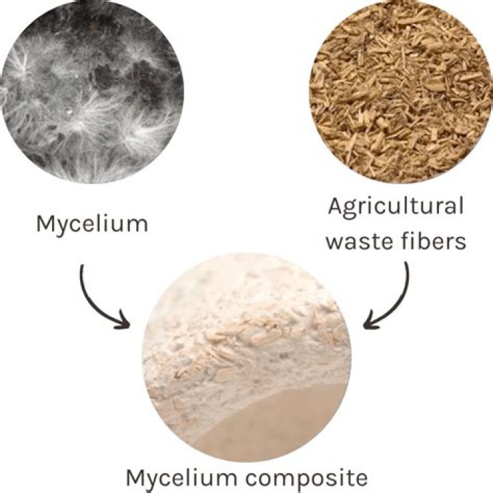What is Heterokaryotic mycelium? | ContextResponse.com