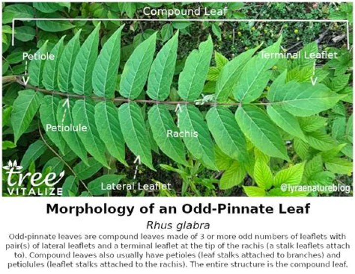 What is Imparipinnate Leaf? | ContextResponse.com