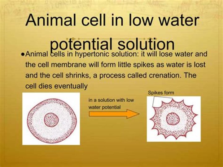 What is it called when an animal cell shrinks?