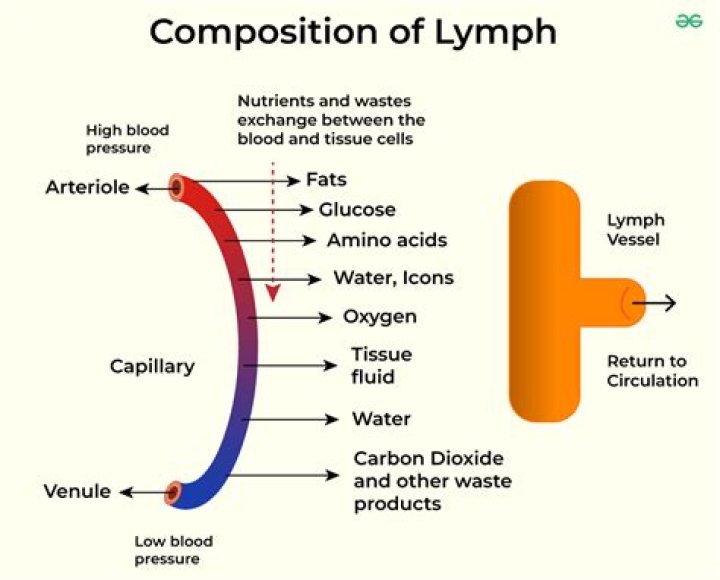 What is lymph fluid and where does it come from?