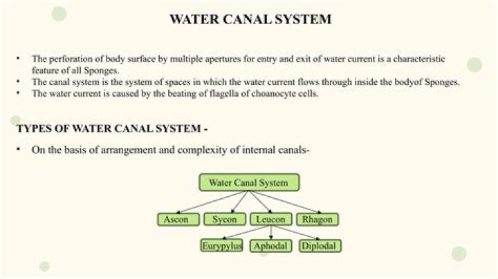 What is Rhagon type of canal system?