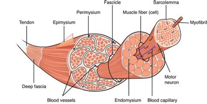 What is the basic unit of muscle?