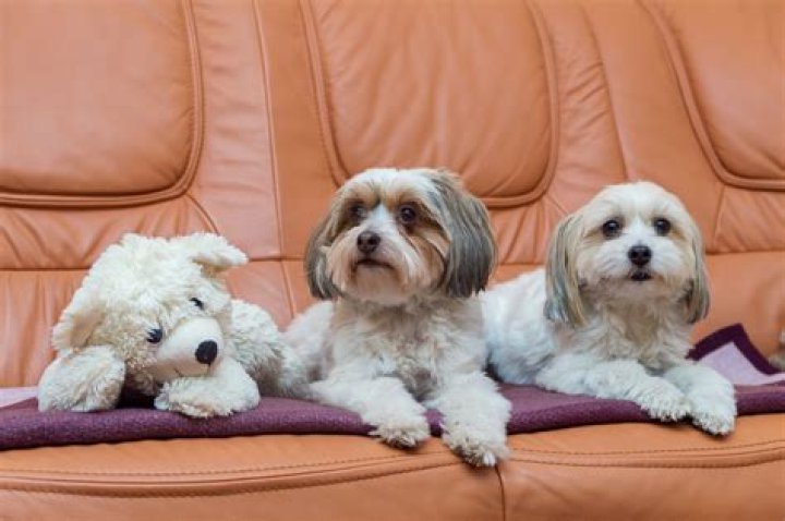 What is the best indoor pet to have?