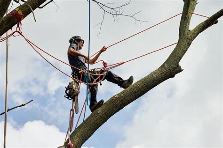 What is the best rope for tree climbing?