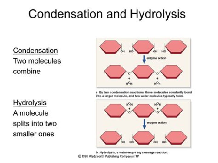 What is the difference between condensation reaction and hydrolysis?