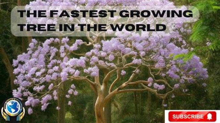 What is the fastest growing tree in the world?