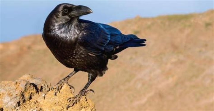 What is the largest Crow?