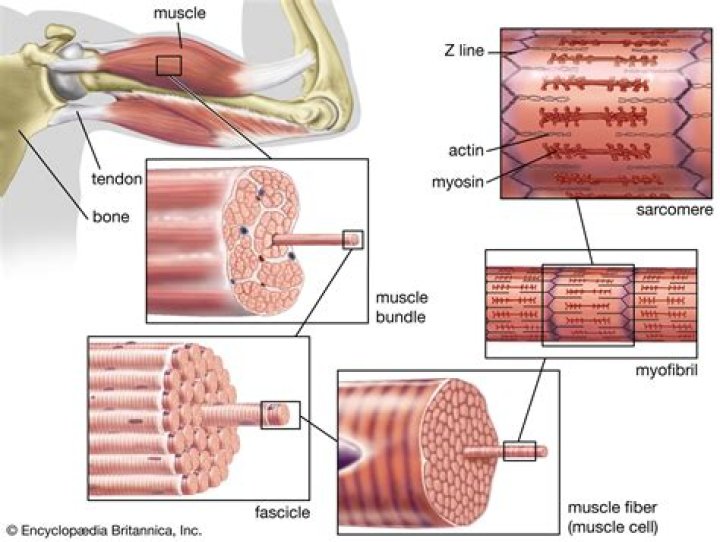 What is the medical term for pertaining to muscle?