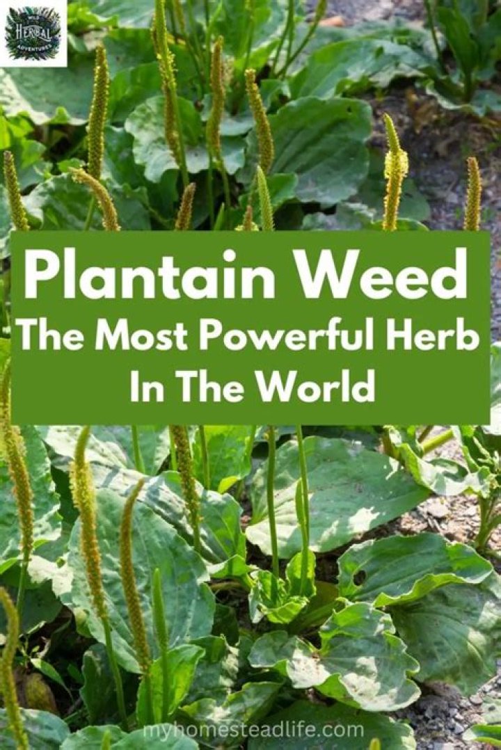 What is the most powerful herb?
