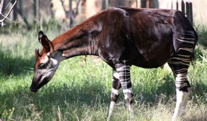What is the okapis habitat?