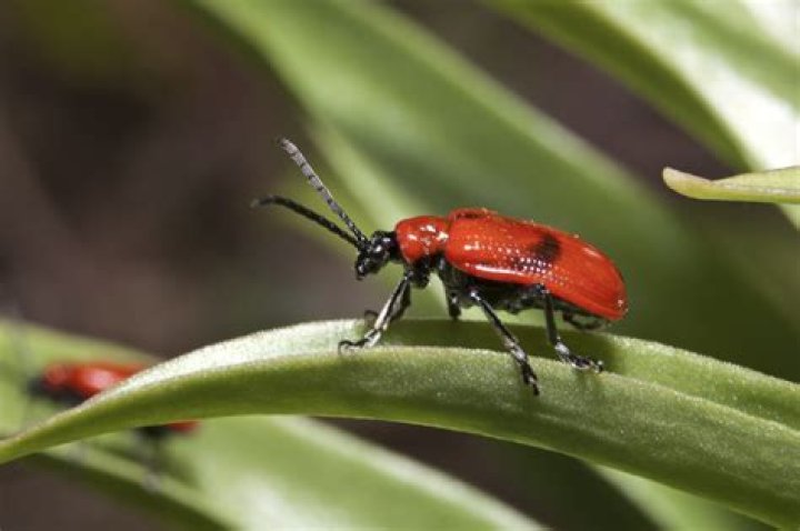 What is the red beetle on my lilies?