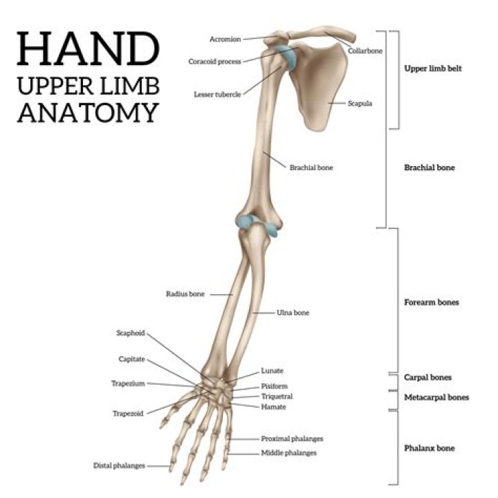 What is the scientific name for the upper arm bone?