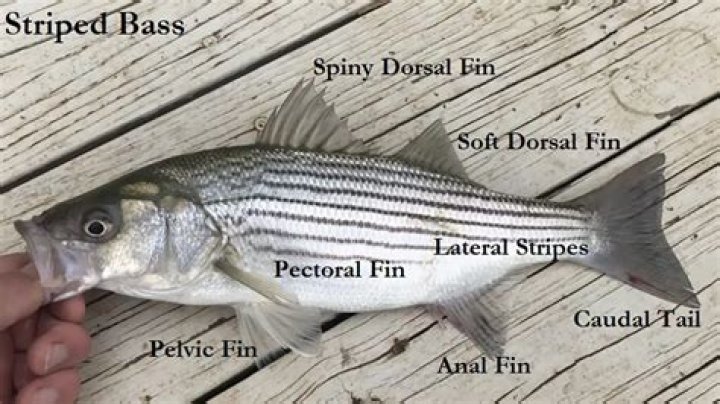 What is wild striped bass?