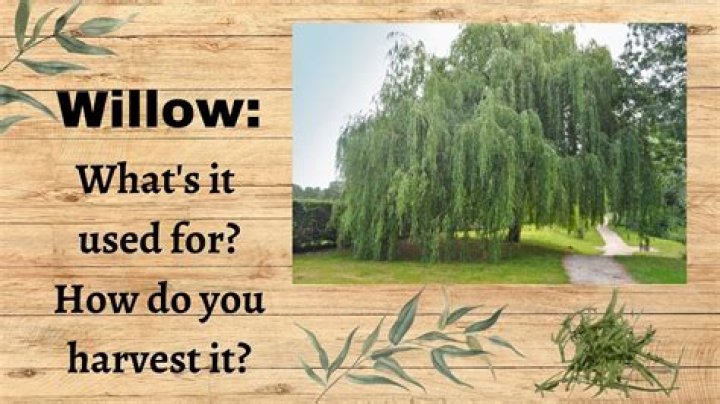 What is willow extract? | ContextResponse.com