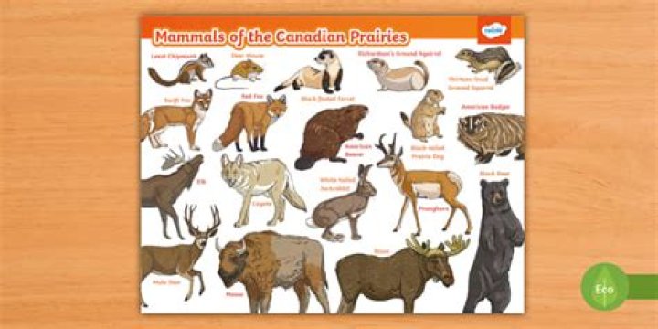 What kind of animals live in the interior plains?