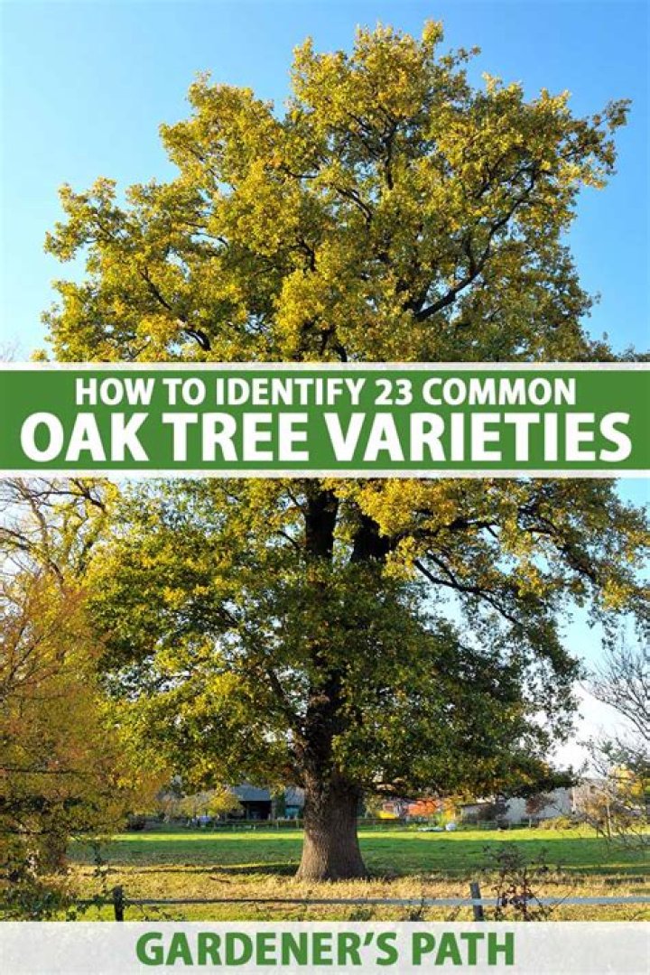 What kind of oak trees are in Ohio?