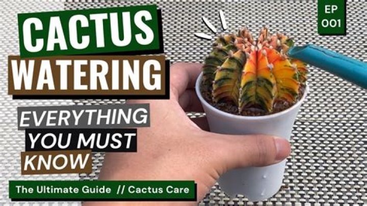 What liquid is in a cactus?