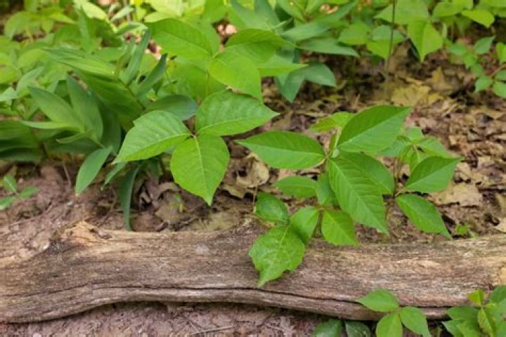 What looks like poison ivy but is not?