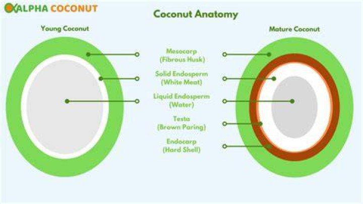 What makes coconut a fruit?