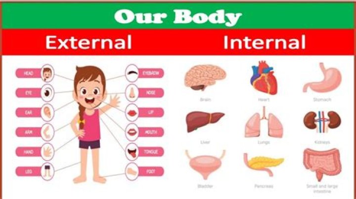 What means external body?