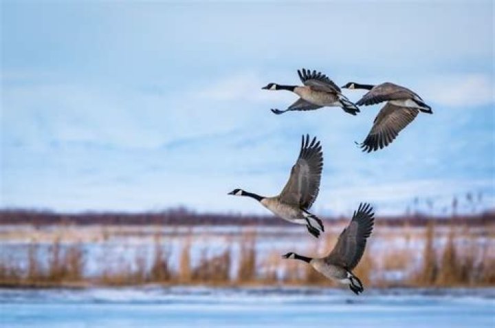 What month do geese migrate south?