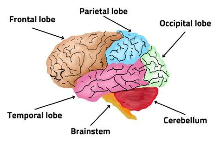 What part of the brain is responsible for touch?