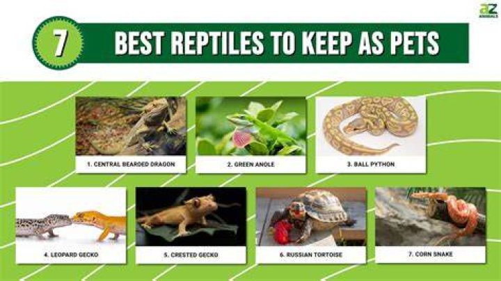 What reptiles can be handled?