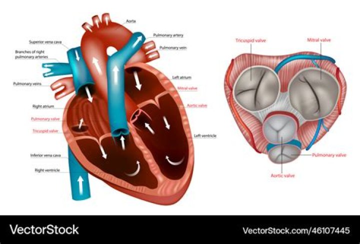 What side of the heart is the mitral valve on?