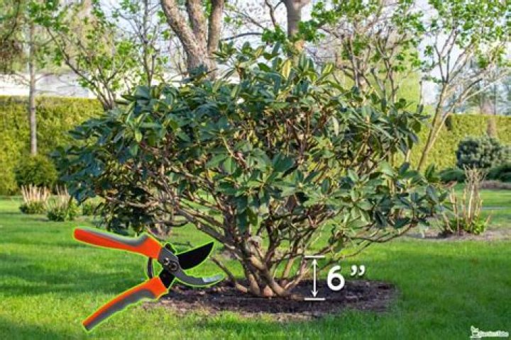 What time of year do you cut back rhododendrons?