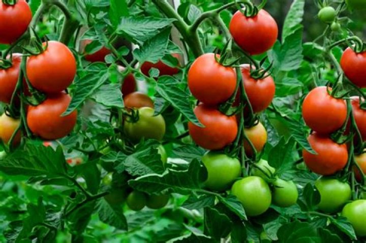 What tomato plant produces the most fruit?