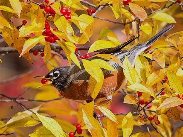 What trees are good for birds?
