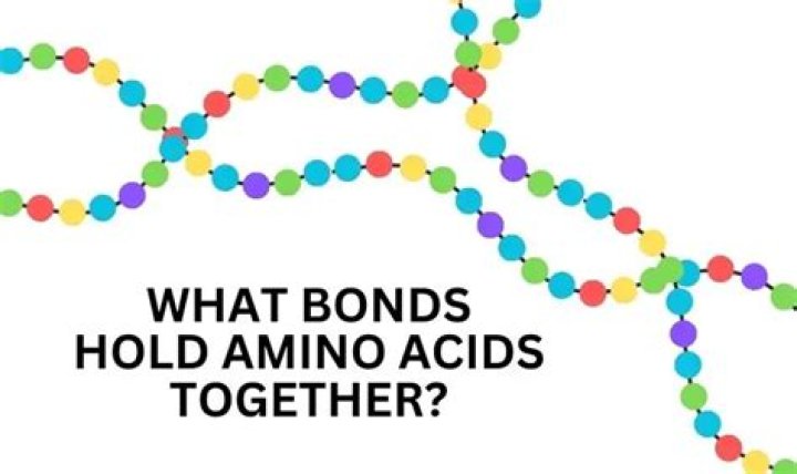 What type of bonds hold amino acids together?