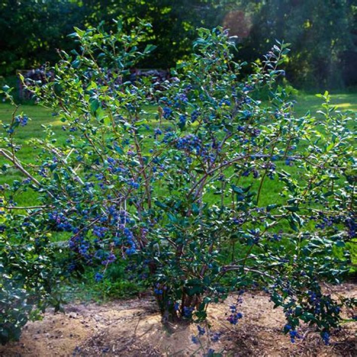 When should I Net My blueberry bushes?