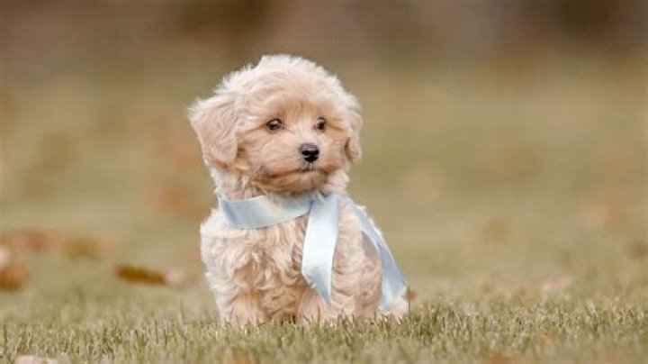 When should you buy a puppy from a breeder?