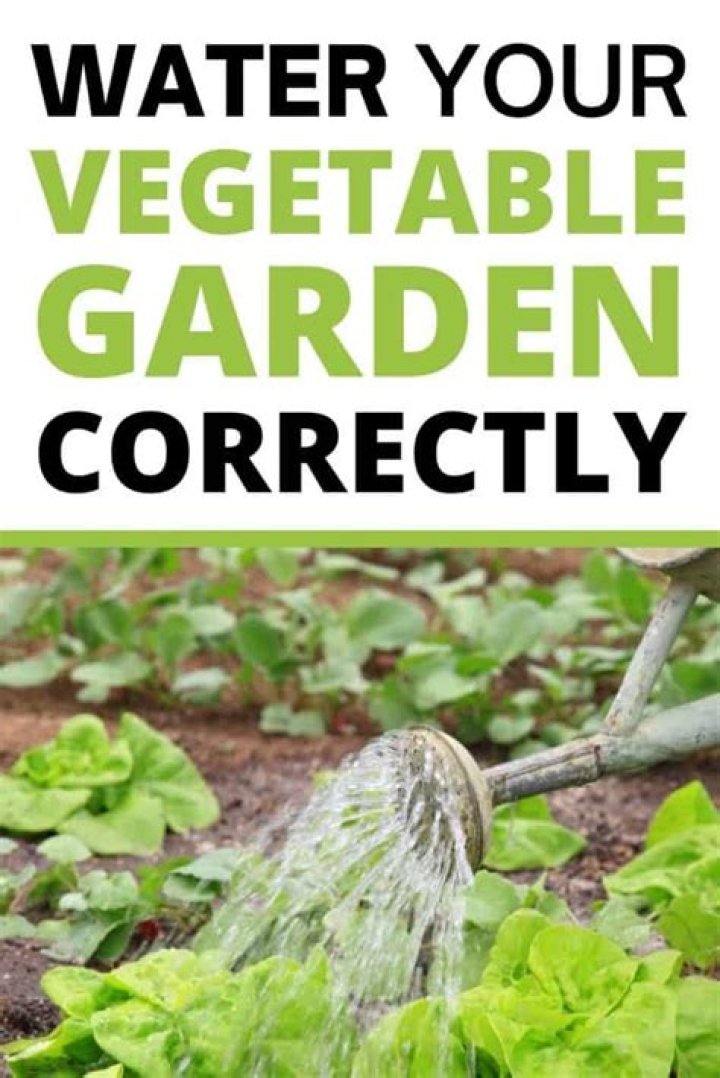 When should you water your vegetable garden?