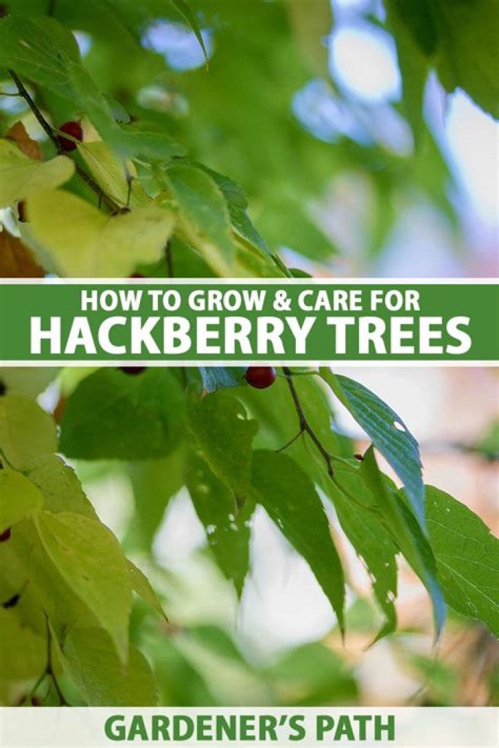 Where are hackberry trees found?